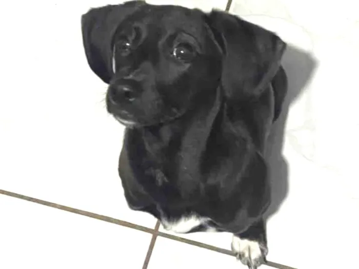 Cachorro ra a SRD-ViraLata idade 2 a 6 meses nome Vitória 