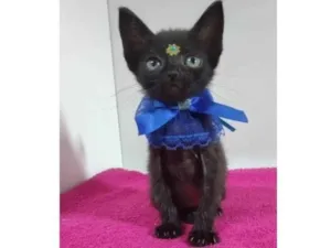 Gato raça Srd idade 2 a 6 meses nome Sara