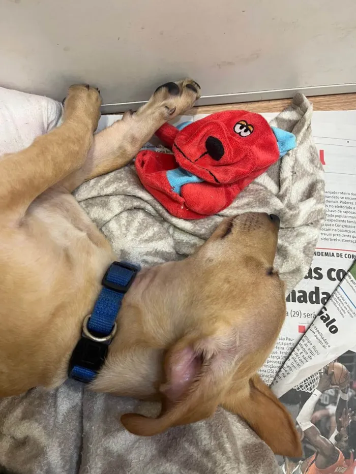 Cachorro raça SRD-ViraLata idade 2 a 6 meses nome Billy