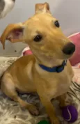 Cachorro raça SRD-ViraLata idade 2 a 6 meses nome Billy