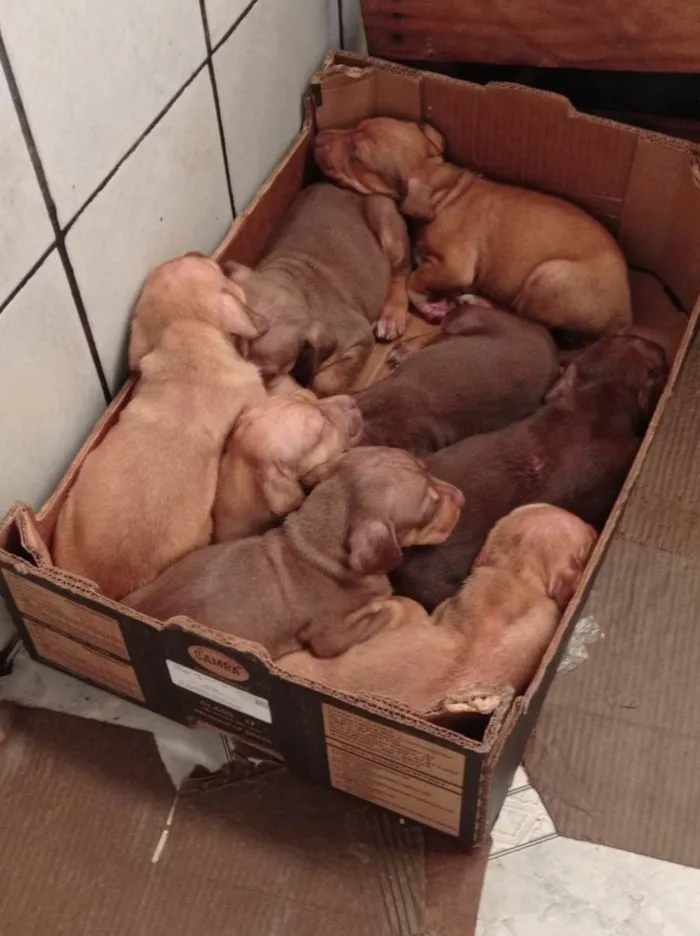 Cachorro ra a Lavrador pai / mãe sem raça definida idade Abaixo de 2 meses nome sem nome com 40 dias de nascido