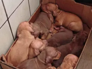 Cachorro raça Lavrador pai / mãe sem raça definida idade Abaixo de 2 meses nome sem nome com 40 dias de nascido