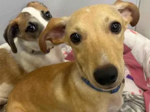 Cachorro raça SRD-ViraLata idade 2 a 6 meses nome Billy