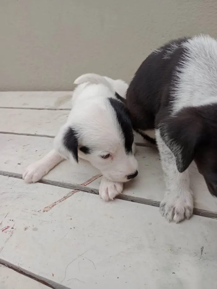 Cachorro ra a Vira lata  idade 2 a 6 meses nome Não tem nomes 