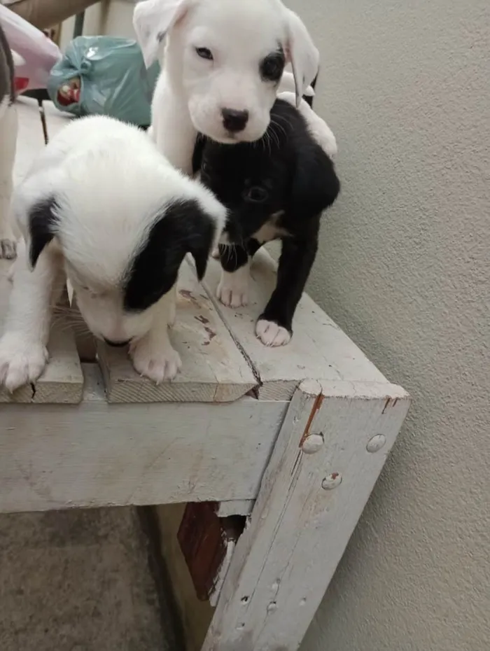 Cachorro ra a Vira lata  idade 2 a 6 meses nome Não tem nomes 