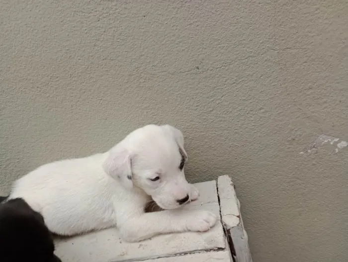 Cachorro ra a Vira lata  idade 2 a 6 meses nome Não tem nomes 