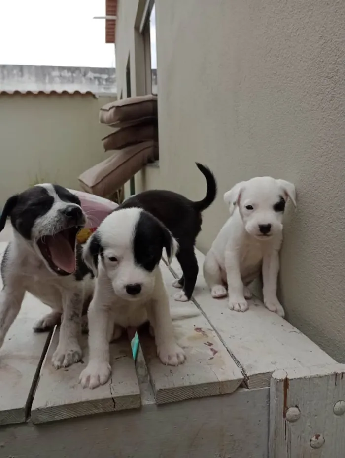 Cachorro ra a Vira lata  idade 2 a 6 meses nome Não tem nomes 