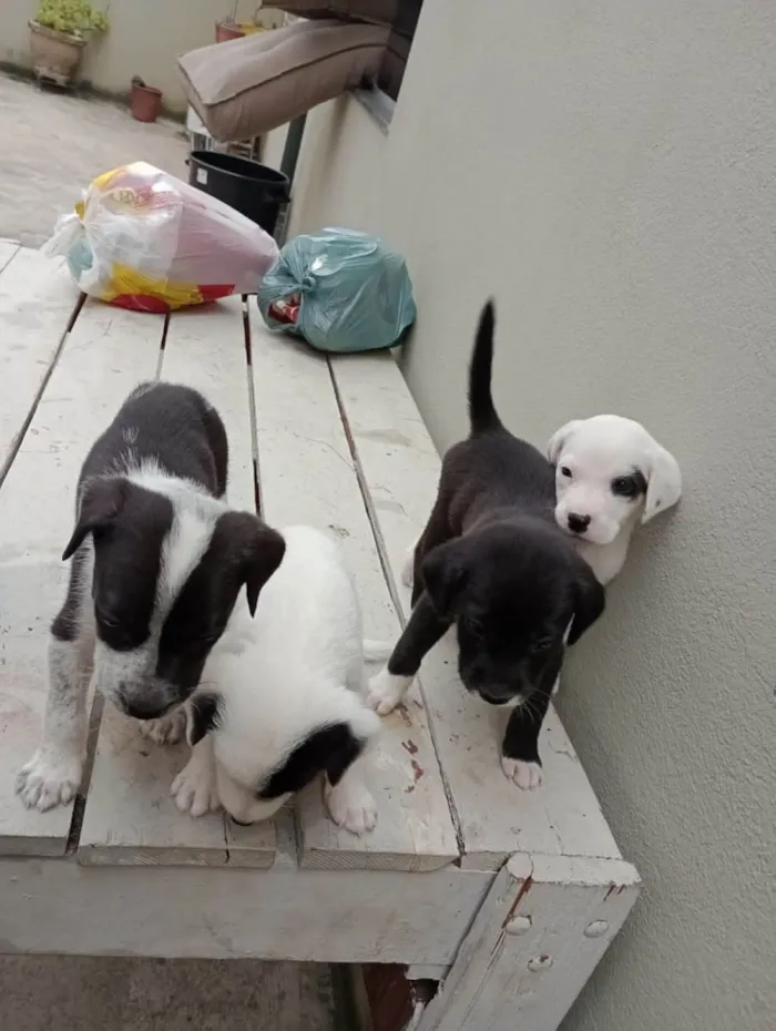 Cachorro ra a Vira lata  idade 2 a 6 meses nome Não tem nomes 