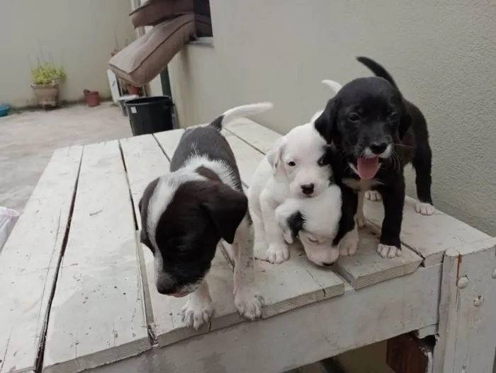 Cachorro ra a Vira lata  idade 2 a 6 meses nome Não tem nomes 