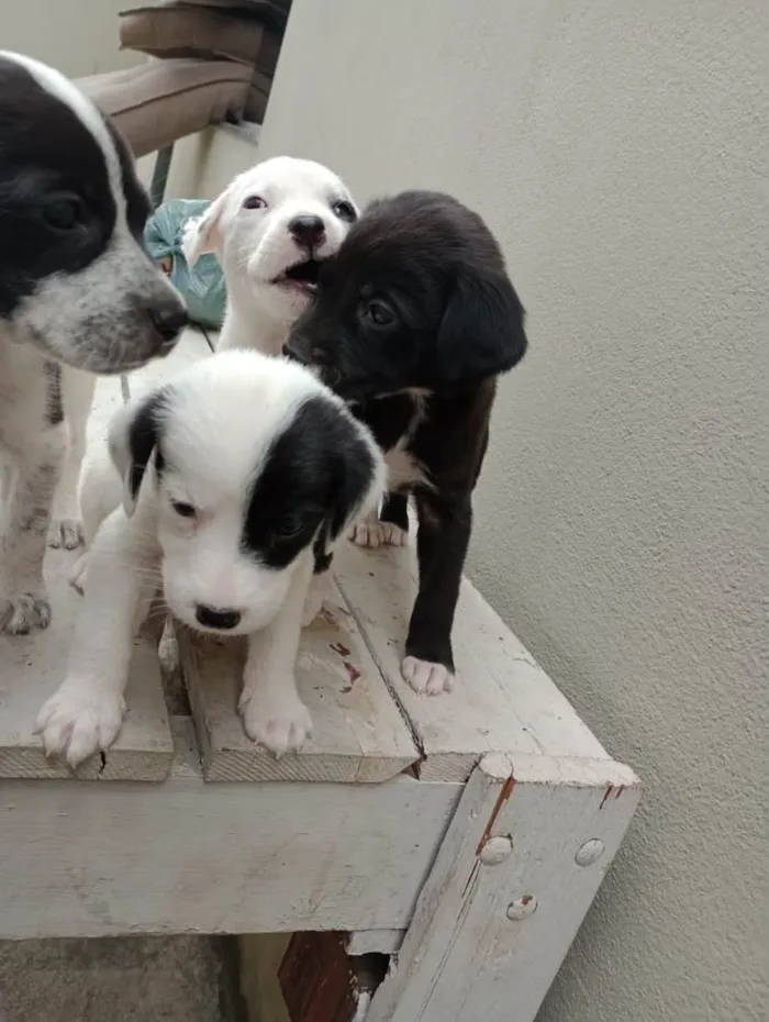 Cachorro ra a Vira lata  idade 2 a 6 meses nome Não tem nomes 