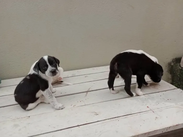 Cachorro ra a Vira lata  idade 2 a 6 meses nome Não tem nomes 