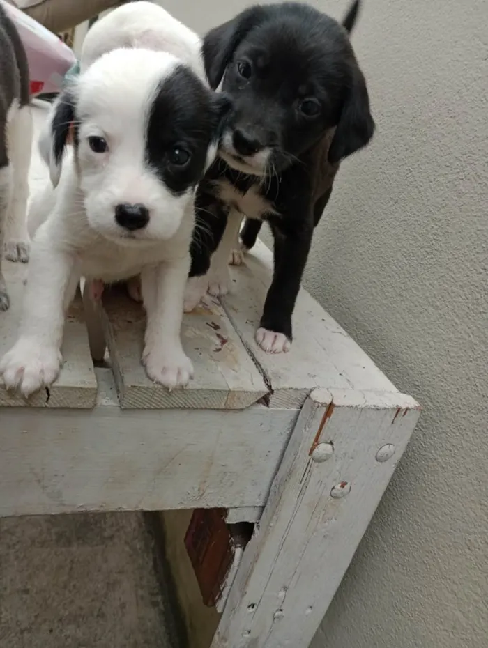 Cachorro ra a Vira lata  idade 2 a 6 meses nome Não tem nomes 