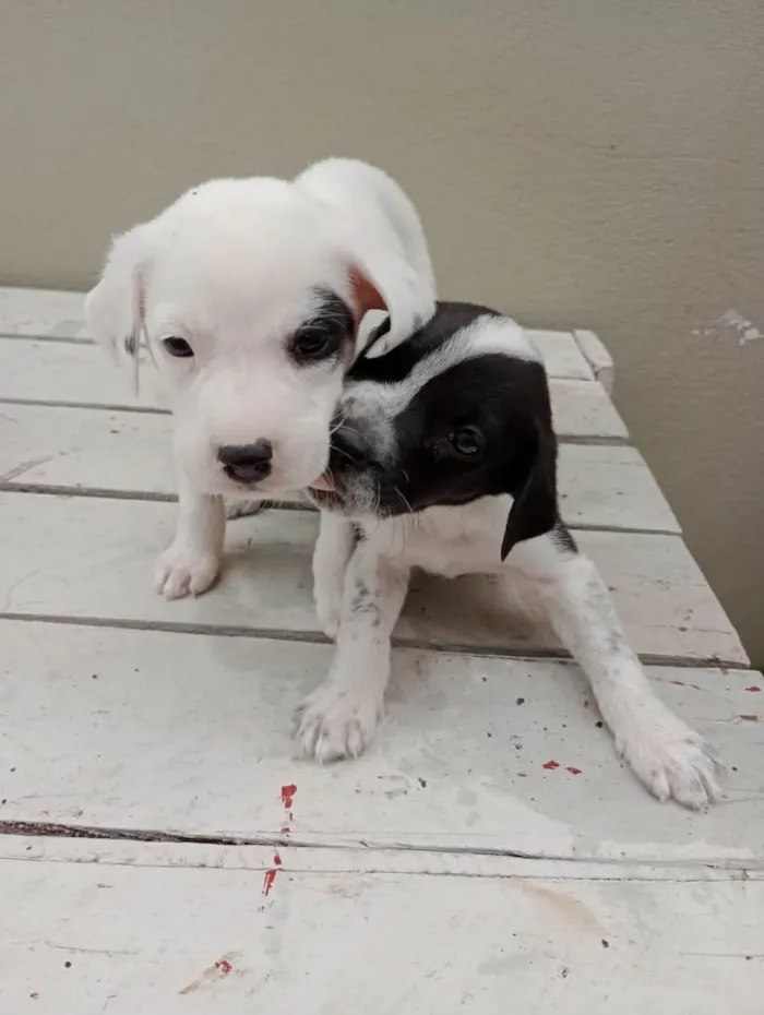 Cachorro ra a Vira lata  idade 2 a 6 meses nome Não tem nomes 