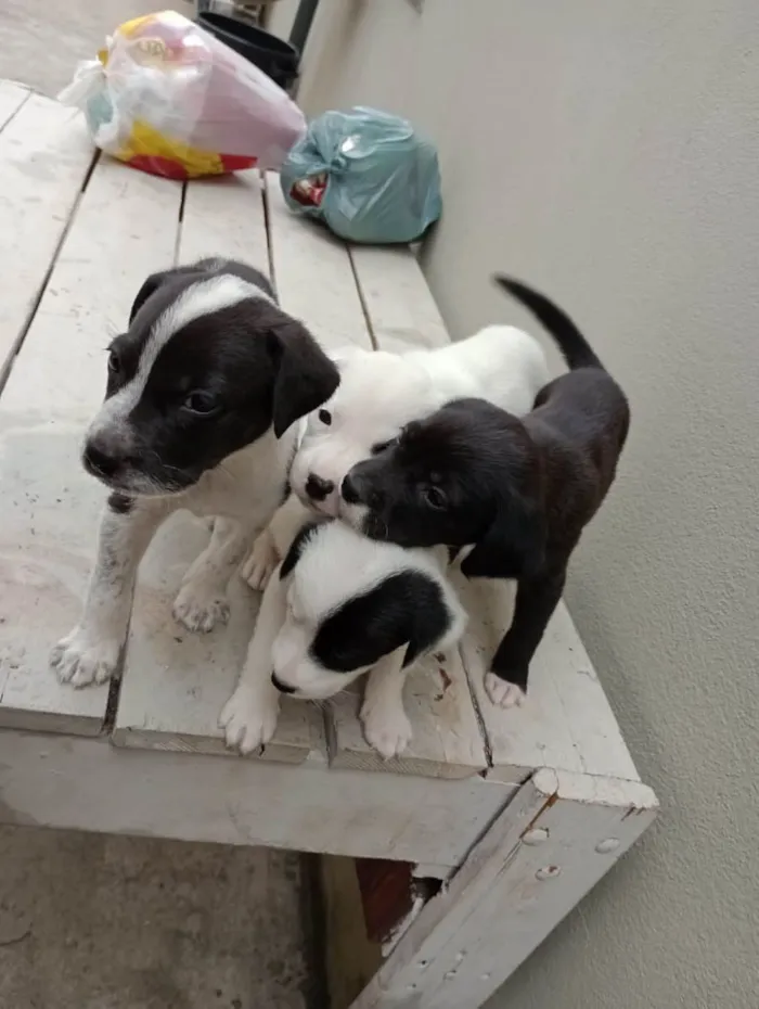 Cachorro ra a Vira lata  idade 2 a 6 meses nome Não tem nomes 