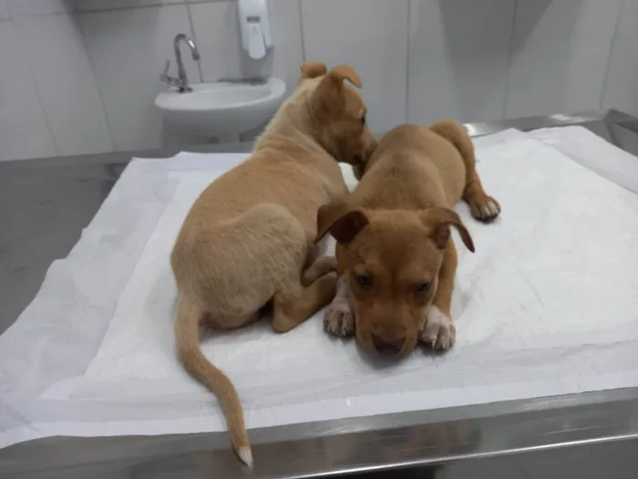 Cachorro raça SRD-ViraLata idade 2 a 6 meses nome Hércules 