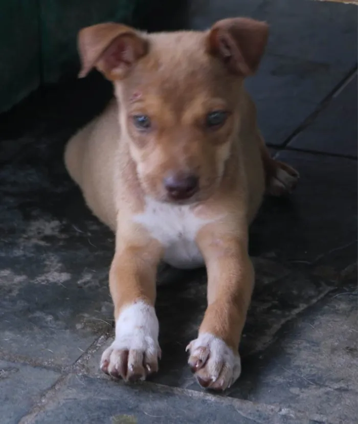 Cachorro raça SRD-ViraLata idade 2 a 6 meses nome Hércules 