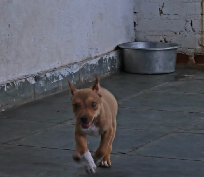 Cachorro raça SRD-ViraLata idade 2 a 6 meses nome Hércules 