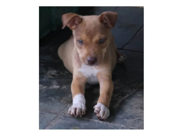 Cachorro raça SRD-ViraLata idade 2 a 6 meses nome Hércules 