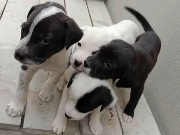 Cachorro ra a Vira lata  idade 2 a 6 meses nome Não tem nomes 