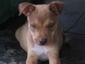 Cachorro raça SRD-ViraLata idade 2 a 6 meses nome Hércules 