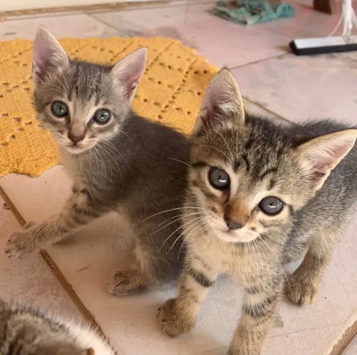 Gato ra a SRD-ViraLata idade Abaixo de 2 meses nome Ainda não tenho nome 