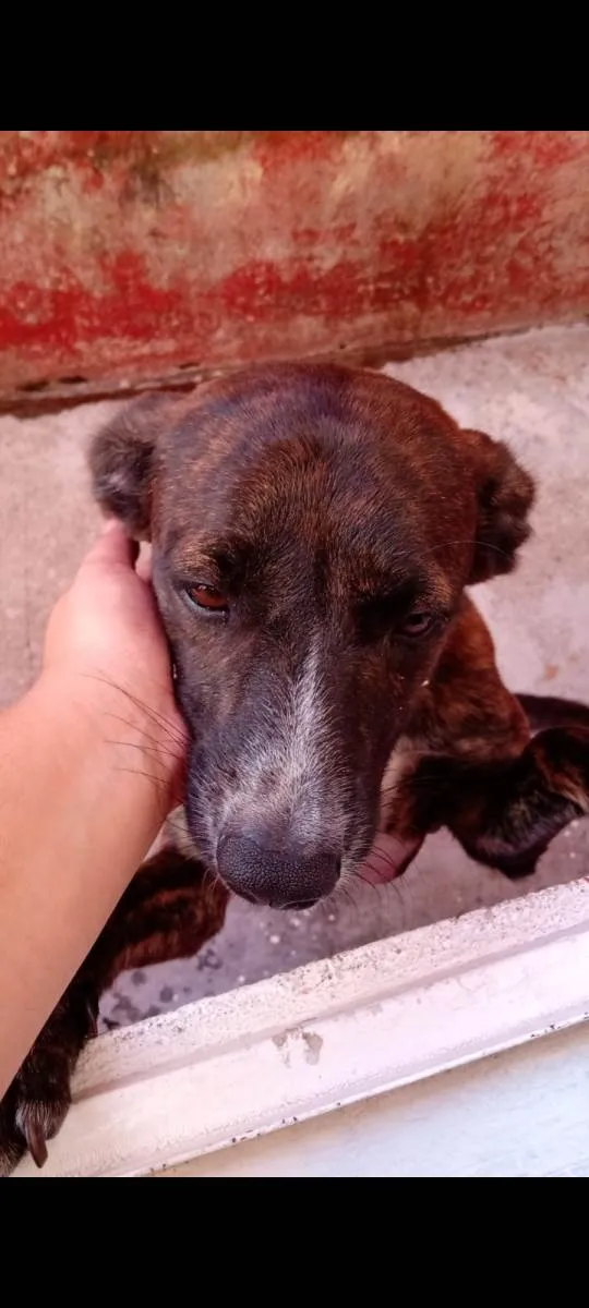 Cachorro ra a SRD-ViraLata idade 4 anos nome Stitch