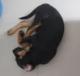 Boris 