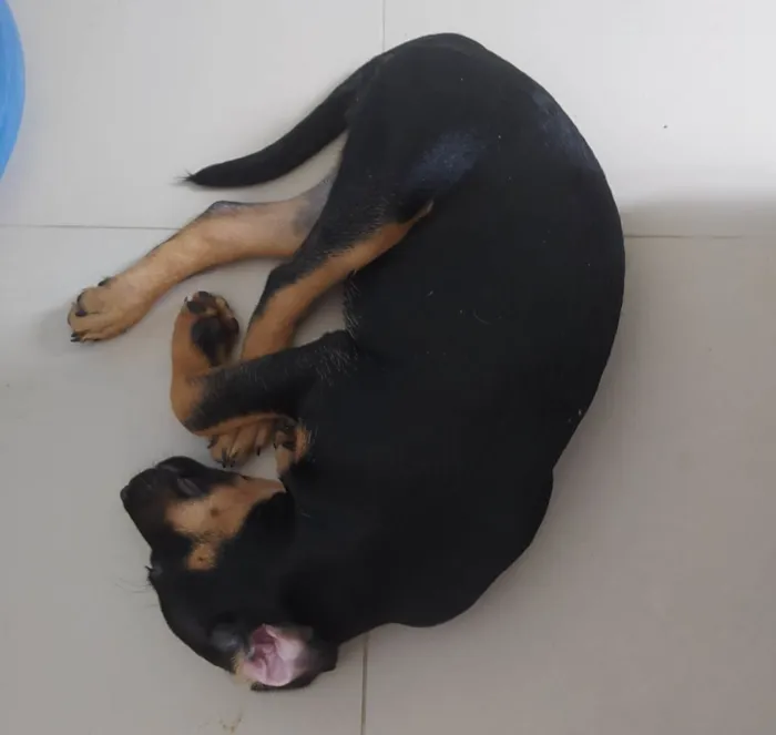 Cachorro raça SRD-ViraLata idade 2 a 6 meses nome Boris 