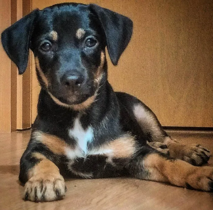 Cachorro raça SRD-ViraLata idade 2 a 6 meses nome Boris 