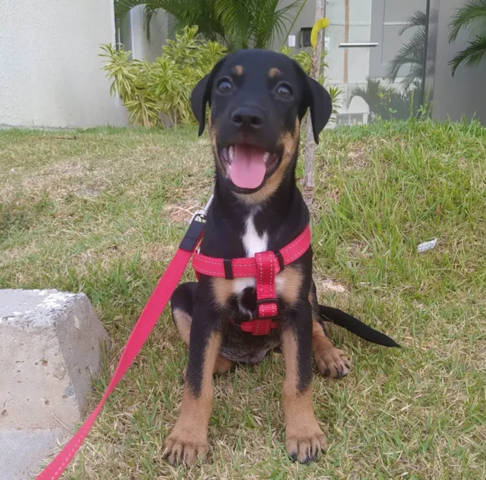 Cachorro raça SRD-ViraLata idade 2 a 6 meses nome Boris 