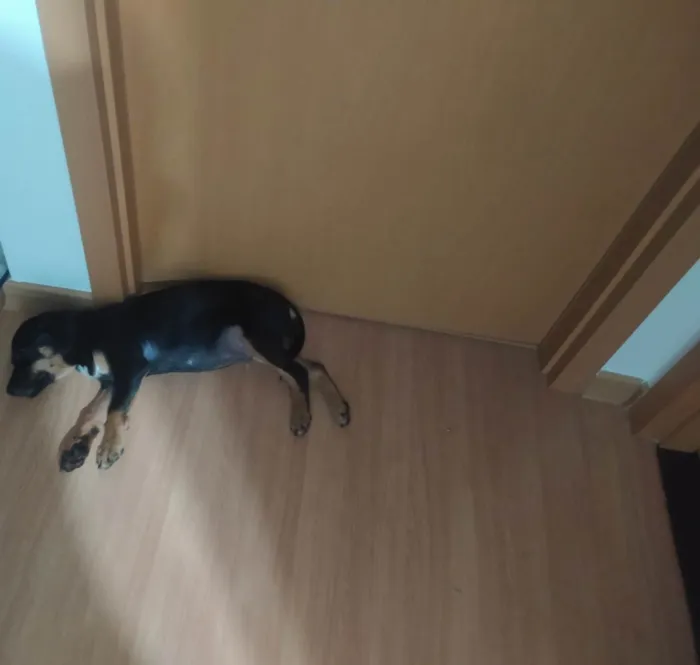 Cachorro raça SRD-ViraLata idade 2 a 6 meses nome Boris 