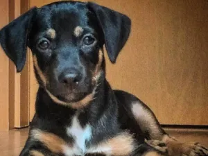 Cachorro raça SRD-ViraLata idade 2 a 6 meses nome Boris 