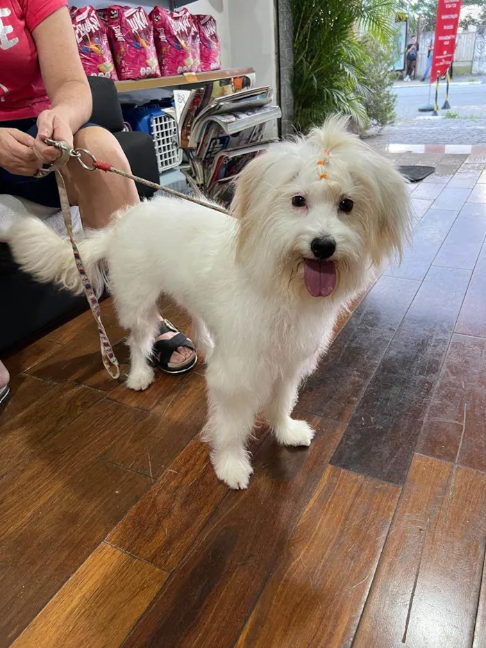 Cachorro raça Mestiça Maltês/Poodle idade 7 a 11 meses nome Mel