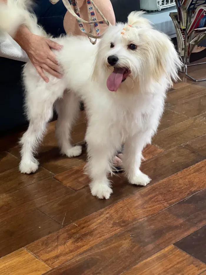 Cachorro raça Mestiça Maltês/Poodle idade 7 a 11 meses nome Mel