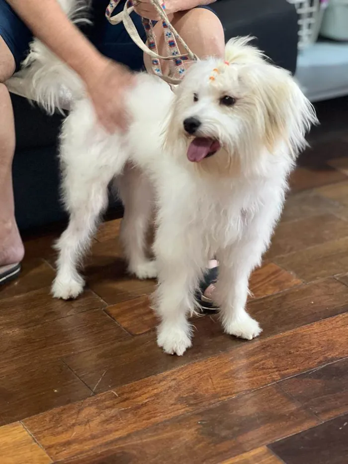Cachorro raça Mestiça Maltês/Poodle idade 7 a 11 meses nome Mel