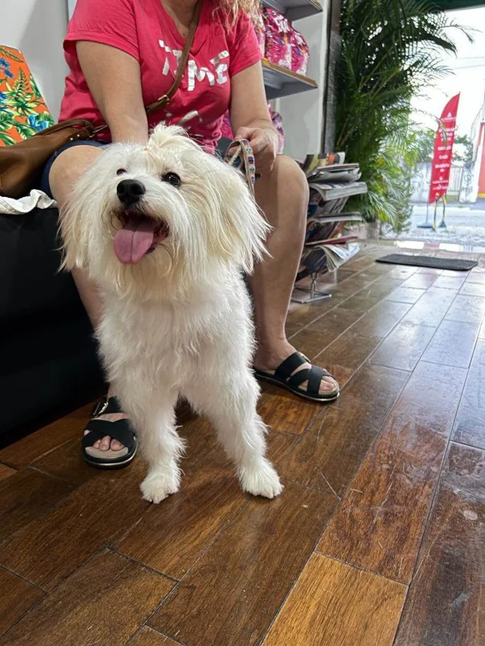 Cachorro raça Mestiça Maltês/Poodle idade 7 a 11 meses nome Mel
