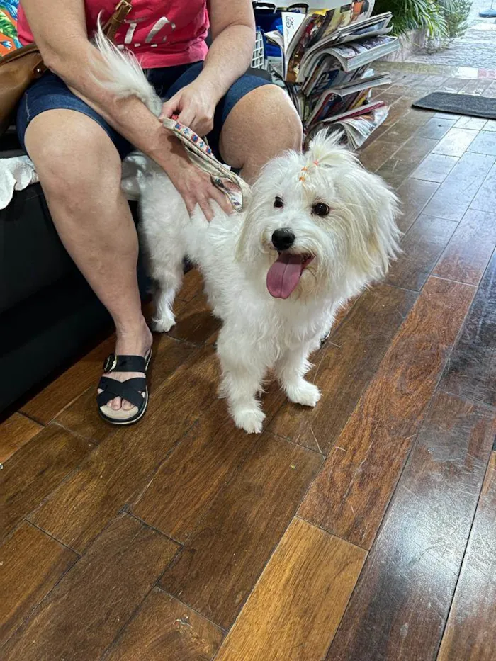 Cachorro raça Mestiça Maltês/Poodle idade 7 a 11 meses nome Mel