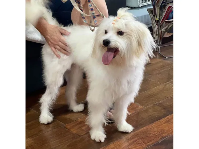 Cachorro raça Mestiça Maltês/Poodle idade 7 a 11 meses nome Mel