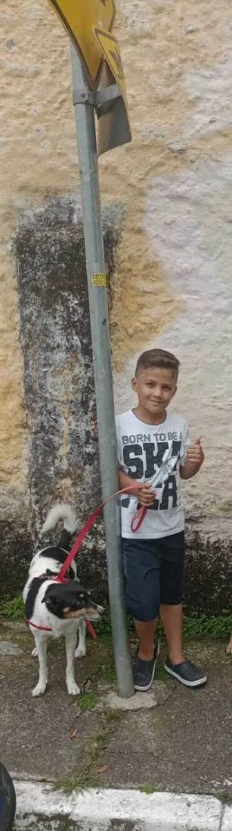 Cachorro raça Vira lata idade 6 ou mais anos nome Kyara