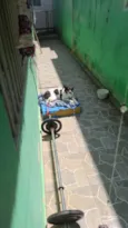 Cachorro raça Vira lata idade 6 ou mais anos nome Kyara