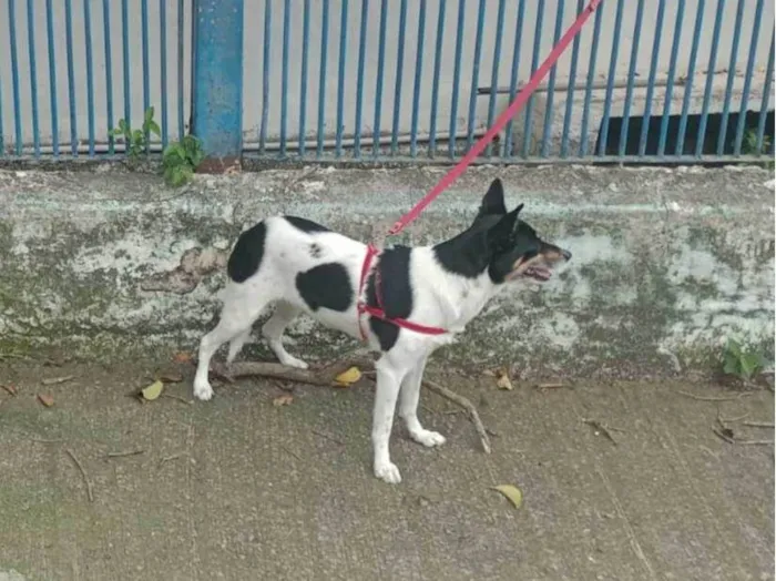 Cachorro raça Vira lata idade 6 ou mais anos nome Kyara