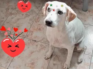 Cachorro raça Srd idade 2 anos nome Lua