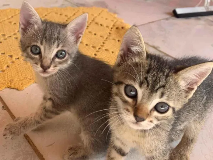 Gato ra a SRD-ViraLata idade Abaixo de 2 meses nome Ainda não tenho nome 