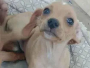 Cachorro raça SRD-ViraLata idade 2 a 6 meses nome Pequeninos