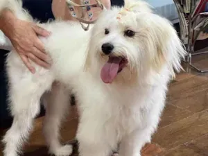 Cachorro raça Mestiça Maltês/Poodle idade 7 a 11 meses nome Mel