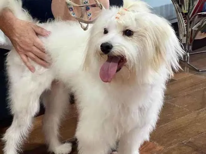 Cachorro raça Mestiça Maltês/Poodle idade 7 a 11 meses nome Mel