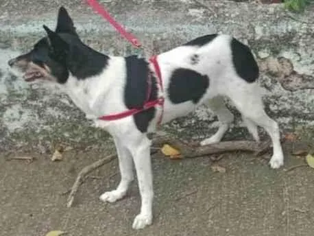 Cachorro raça Vira lata idade 6 ou mais anos nome Kyara