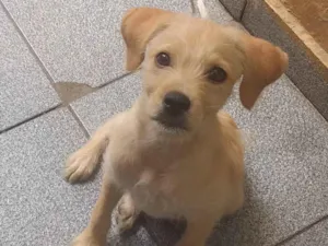 Cachorro raça SRD-ViraLata idade 2 a 6 meses nome Bela