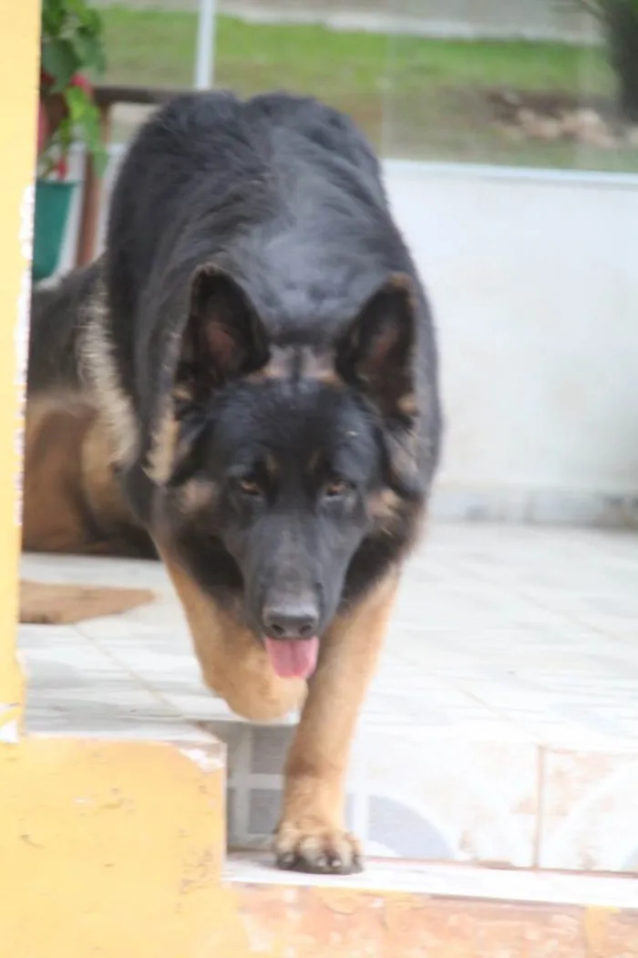 Cachorro raça Pastor Alemão idade 2 anos nome Django