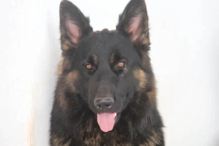 Cachorro raça Pastor Alemão idade 2 anos nome Django